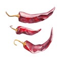 The red dried chile pepper on white background, watercolor illustration