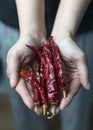 Red dried chilli pepper Royalty Free Stock Photo