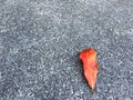 Red dried leaf drop on grainy and stone floor. Classic surface texture background. Royalty Free Stock Photo