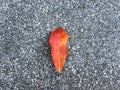 Red dried leaf drop on grainy and stone floor. Classic surface texture background. Royalty Free Stock Photo