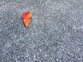 Red dried leaf drop on grainy and stone floor. Classic surface texture background. Royalty Free Stock Photo