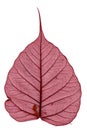 Red dried leave