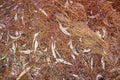 Red dried pine needles Royalty Free Stock Photo