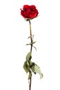 Red dried rose Royalty Free Stock Photo