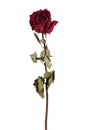 Red dried rose Royalty Free Stock Photo