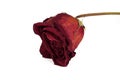 Red dried rose on a white background Royalty Free Stock Photo