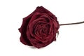 Red dried rose on a white background, isolate Royalty Free Stock Photo