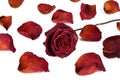 Red dried rose on a white background with scattered petals, isolate Royalty Free Stock Photo