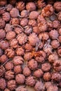 Many dried red closed sugarbush flowers 3 Royalty Free Stock Photo