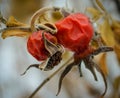 Red dried wild berries on a bush in autumn in dry weather. Royalty Free Stock Photo