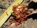 Red Driver Ants 2 Royalty Free Stock Photo