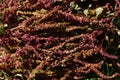 Red dry amaranth inflorescence Royalty Free Stock Photo