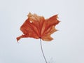 Red dry autumn leaf white background Royalty Free Stock Photo
