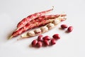 Red dry bean pods isolated on white Royalty Free Stock Photo