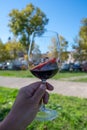 Red dry Bordeaux wine tasting in wine making Pauillac village, Haut-Medoc vineyards in Bordeaux, left bank of Gironde Estuary,