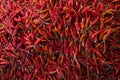 Red dry chilli Royalty Free Stock Photo