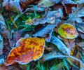 Red dry frozen leaves in the ice among a green grass Royalty Free Stock Photo