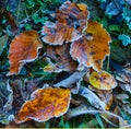 Red dry frozen leaves lie on green grass Royalty Free Stock Photo