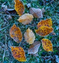 Red dry frozen leaves lie on green grass Royalty Free Stock Photo