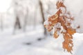 Red dry leaf with snow frozen winter season and forest Royalty Free Stock Photo