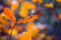red dry oak tree branch in the autumn forest Royalty Free Stock Photo