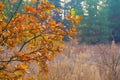 red dry oak tree branch in the autumn forest Royalty Free Stock Photo