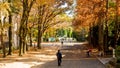 Red dry pine leave and ginkgo tree and black cloth asian man wlak on street in osaka park around osaka castle kyoto japan