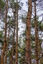Red dry pine trunks, coniferous trees, dry spruce branches