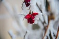 The red dry rose is covered with snow in winter Royalty Free Stock Photo