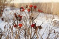 Red dry rose hip fruits on a bush in winter Royalty Free Stock Photo