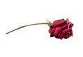 red dry rose isolated on white background Royalty Free Stock Photo