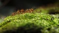 Red dry sporophyte Royalty Free Stock Photo