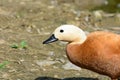 Red duck on a river bank Royalty Free Stock Photo
