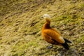 The red duck stands on one foot on the first spring grass