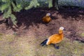 Red ducks sit on the first spring green grass in the shadow of the fir branches Royalty Free Stock Photo