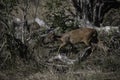 Red duiker in the bush of the Tembe Elephant park