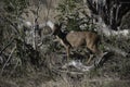 Red duiker in the bush of the Tembe Elephant park