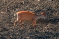 Red Duiker near waterhole in the kwazulu natal in South Africa Royalty Free Stock Photo