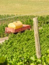 A red dump trailer with a yellow tank on the road in the middle of the green vineyard with trellis