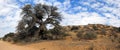 Red dune and social weaver birds nest Royalty Free Stock Photo