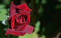 Red Dusty Rose Royalty Free Stock Photo