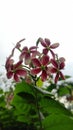 red Dutch jasmine flowers