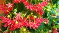 Red Dutch Jasmine Flowers Hang in the Garden Royalty Free Stock Photo