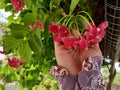 Red dutch jasmine on the hand Royalty Free Stock Photo