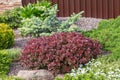 Red dwarf berberis thunbergii is on alpine hill.Selective focus.Landscape composition of decorative plants.Blue small spruce,green