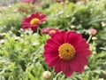 Red dwarf daisy, leucanthemum paludosum