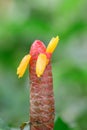 Red dwarf Ginger Costus comosus budding flowers Royalty Free Stock Photo