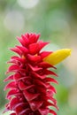 Red dwarf Ginger Costus comosus red and yellow flower Royalty Free Stock Photo