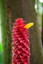 Red dwarf Ginger Costus comosus red and yellow flowers Royalty Free Stock Photo