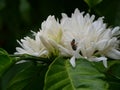 Red dwarf Honey bee on Robusta coffee blossom on tree plant with green leaf with black color in background Royalty Free Stock Photo